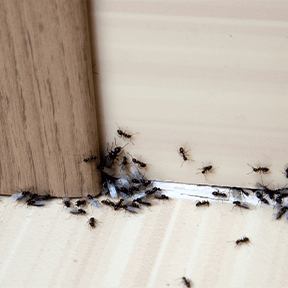 ant control