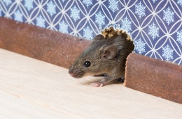 10 Tell “Tail” Signs of a Rodent Infestation