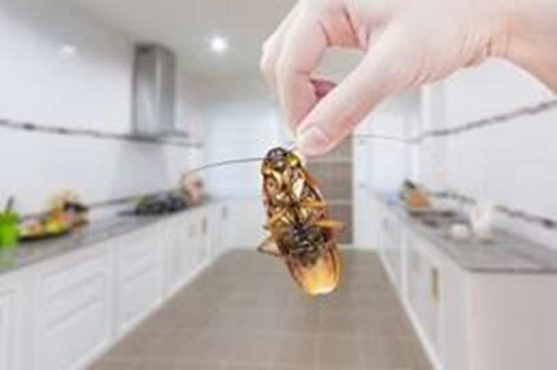 7 Quick Roach Prevention Tips for your Home