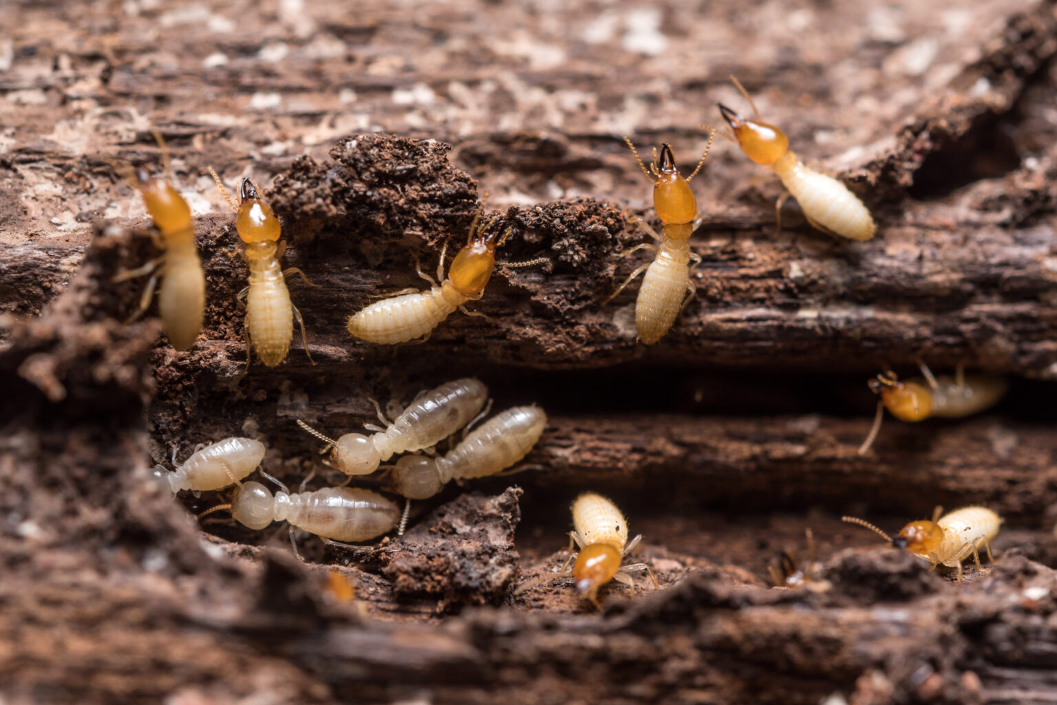 How Much Termite Damage Is Too Much?