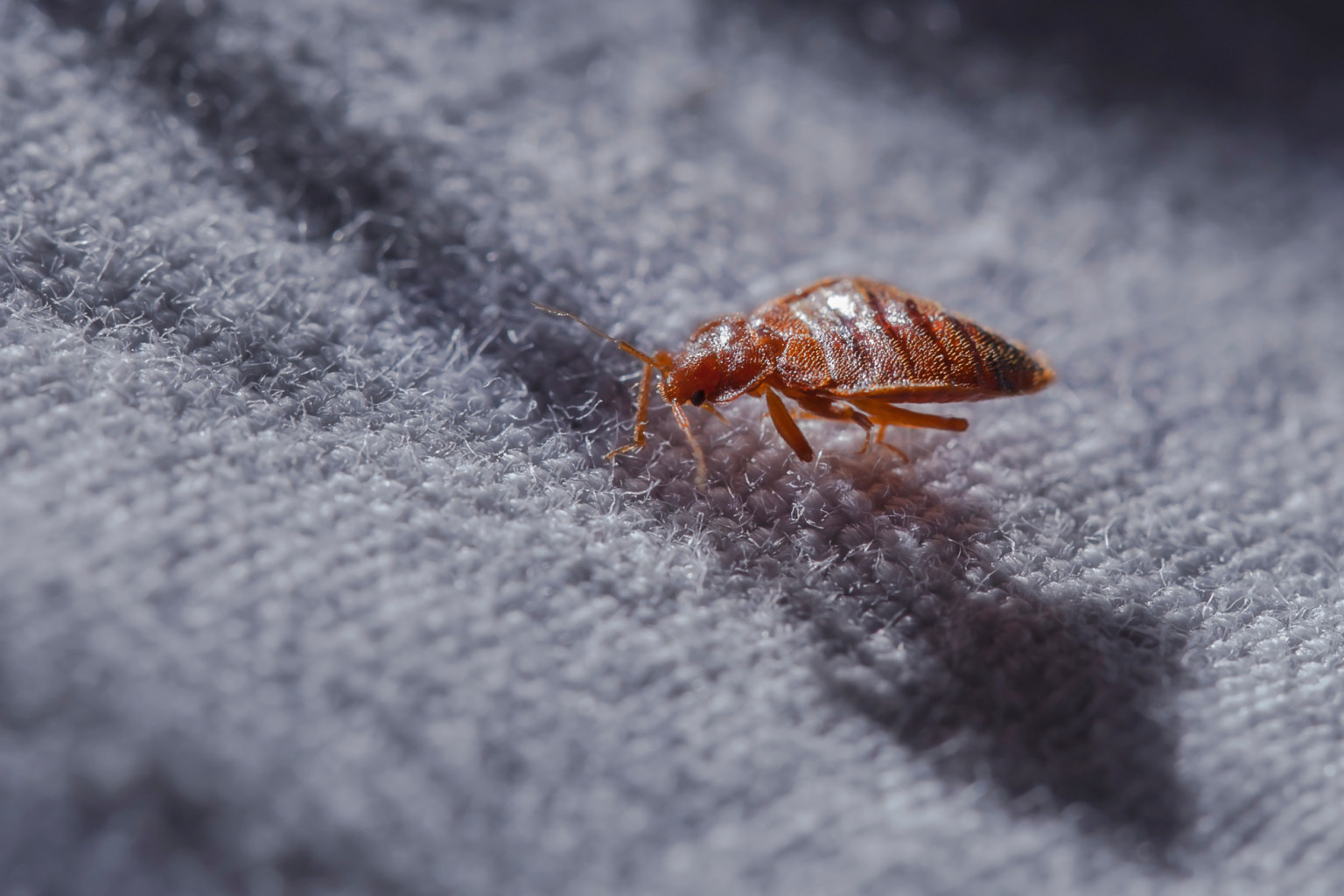 10 Places Bed Bugs Hide That Aren’t Beds