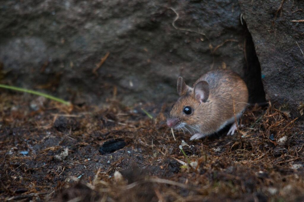 A mouse outside