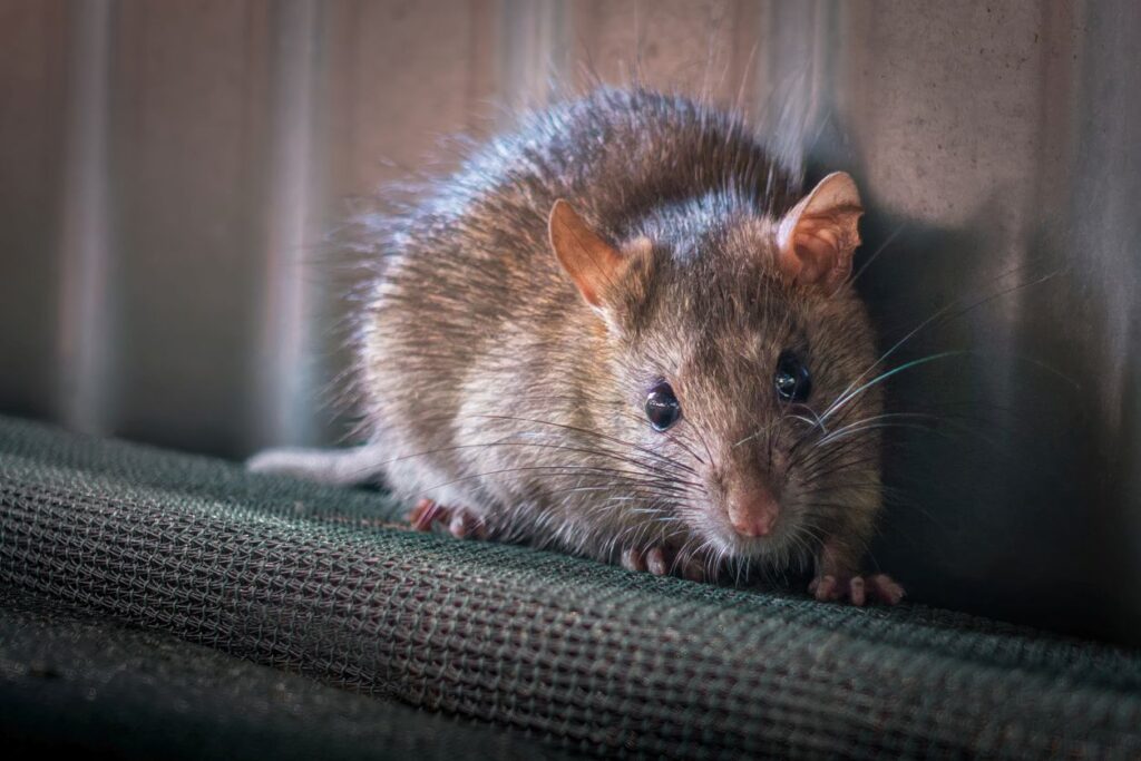 A mouse crawling around the house