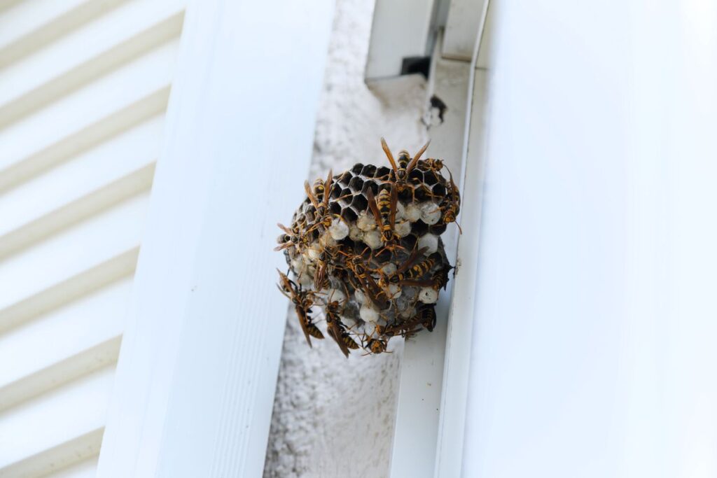 A wasp nest attached to a house