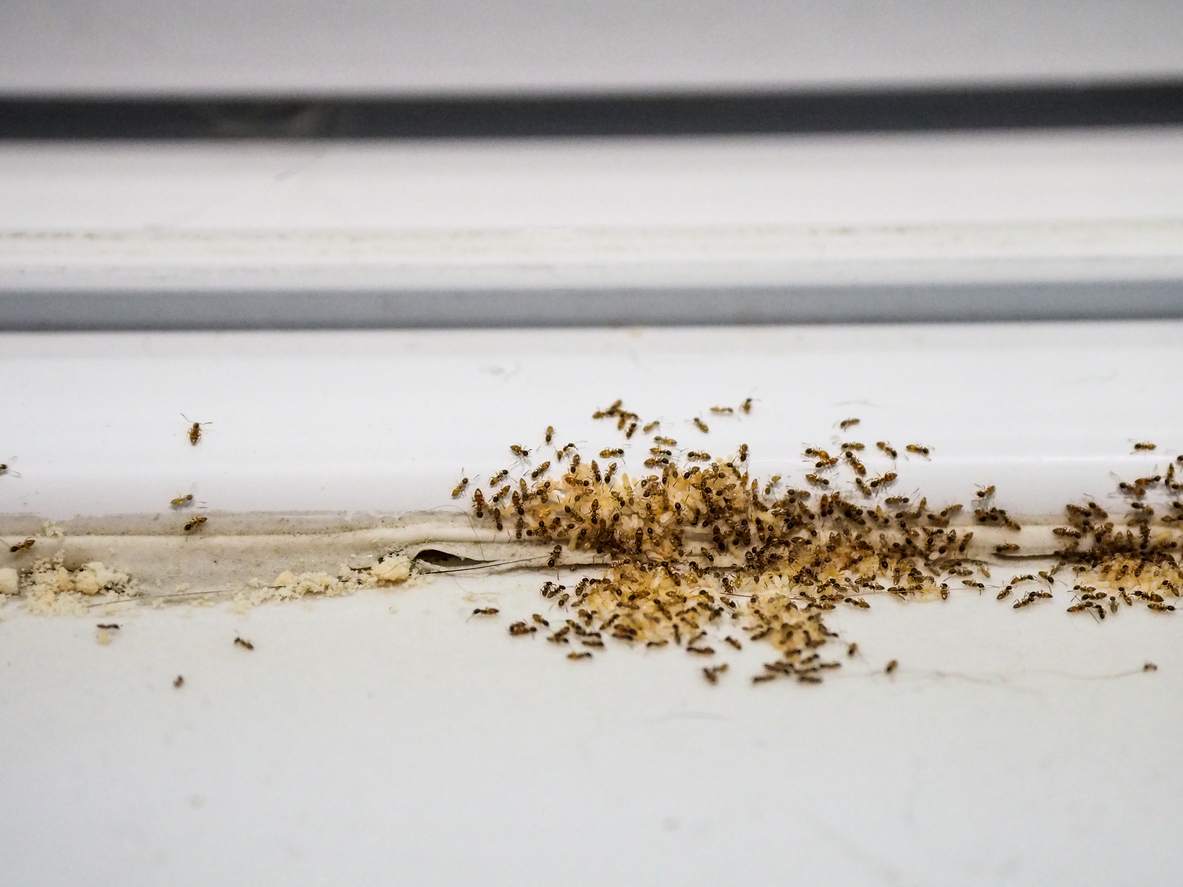 How To Get Rid of Ants